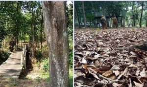 Mengembalikan Fungsi Hutan Kota Tala ke hutan biodiversity