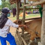 Targetkan 25 ekor Sapi di Inseminasi
