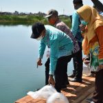 Sekda tebar puluhan ribu benih Papuyu dan Gabus