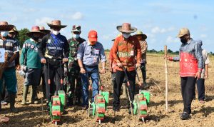 Bupati Tala Dorong tanam Padi 2 kali bahkan lebih
