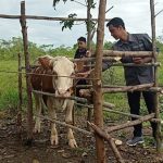Dimusim hujan  peternak hewan sapi harus lebih waspada
