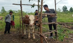 Dimusim hujan  peternak hewan sapi harus lebih waspada