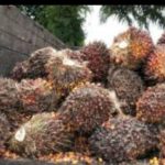 Mantan Anggota DPRD Tala Ditangkap Mencuri Sawit