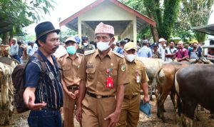 Sukamta tegaskan untuk memperketat pengawasan terhadap sapi-sapi yang akan masuk ke Pasar Pelaihari