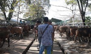 Akhirnya Pasar Hewan di Tala dibuka
