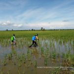Danto mengaku sangat terbantu,  Distanhorbun Terjun Dampingi Petani Kendalikan Tungro
