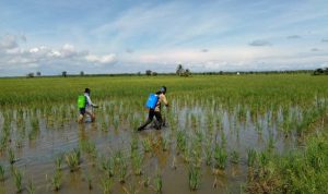 Danto mengaku sangat terbantu,  Distanhorbun Terjun Dampingi Petani Kendalikan Tungro