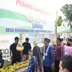 Buah Import Pisang Cavendish pertama  tumbuh di Tala Kalsel