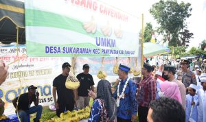 Buah Import Pisang Cavendish pertama  tumbuh di Tala Kalsel