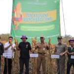 Staf Ahli Bupati Panen Perdana Jagung Benih Unggul JAB69-01 Sakti