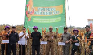 Staf Ahli Bupati Panen Perdana Jagung Benih Unggul JAB69-01 Sakti