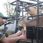 Vaksinasi PMK di Tala Tahun 2022 Capai 17.915 Dosis