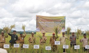 Hasil Panen Padi Petani Lokal Tambah Perputaran Ekonomi Tala