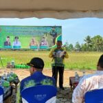 Dinas Pertanian Tapin Tanam Padi Surung Di Desa Sukaramai