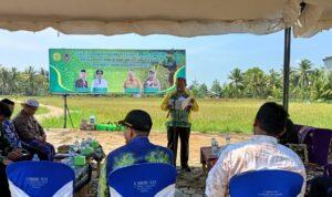 Dinas Pertanian Tapin Tanam Padi Surung Di Desa Sukaramai