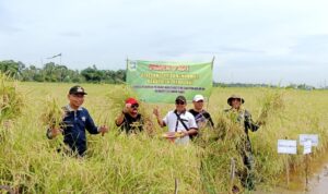 Pertahankan harga, bahkan peningkatan pada harga gabah