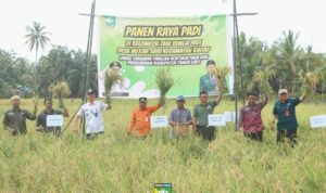 Panen Raya Padi Desa Mekar Sari Ubinannya Tinggi