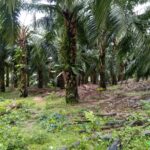 Tim 5 Plasma Sawit Pemalongan Bajuin Harapkan PT GMK selesaikan Haknya sebagai Pemilik lahan