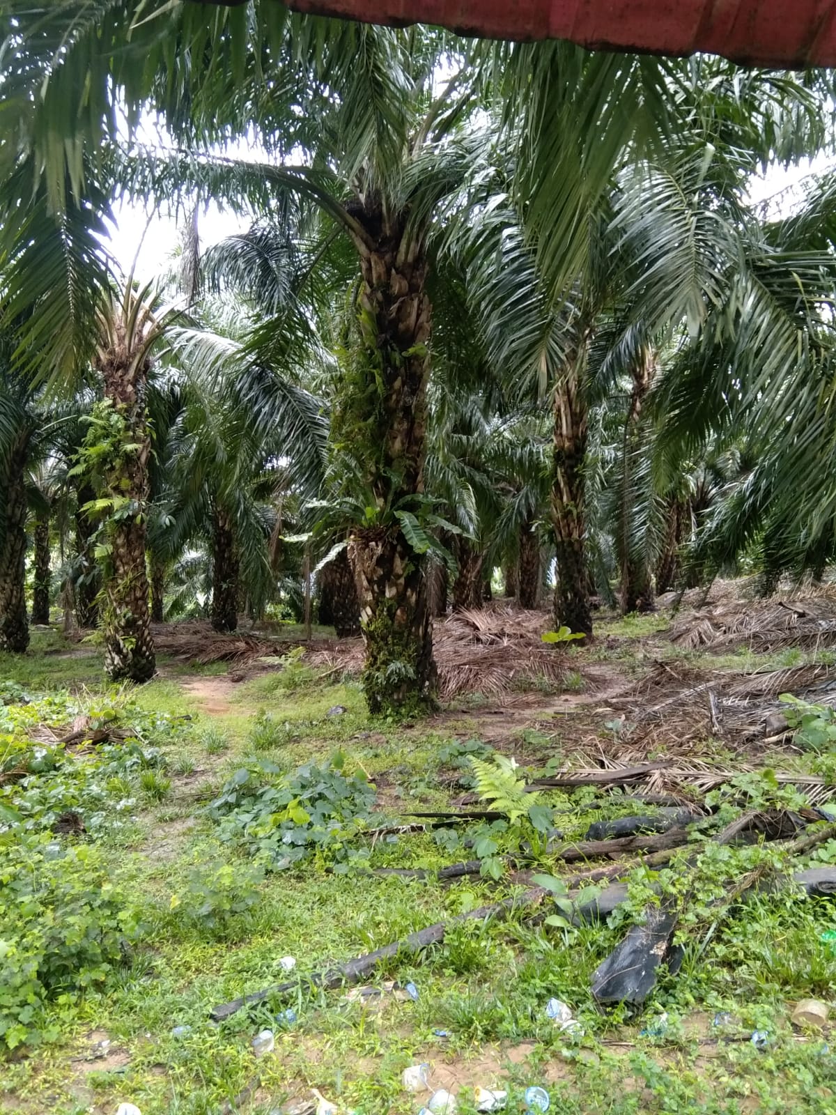 Tim 5 Plasma Sawit Pemalongan Bajuin Harapkan PT GMK selesaikan Haknya sebagai Pemilik lahan