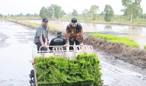 Bupati Dorong Pertanian Berkelanjutan  Capai tiga kali panen setahun