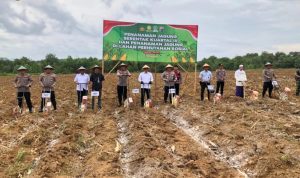 Wakil Bupati Tala  H Zazuli  Hadiri Penanaman Jagung Serentak Kuartal III