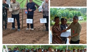 Mengejar Kemandirian Pangan, Gerakan Menanam Bawang Merah Terus diaksikan