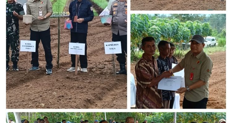 Mengejar Kemandirian Pangan, Gerakan Menanam Bawang Merah Terus diaksikan