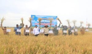 Bupati Tanah Laut Rahmat Targetkan   Panen Padi Tiga Kali Setahun