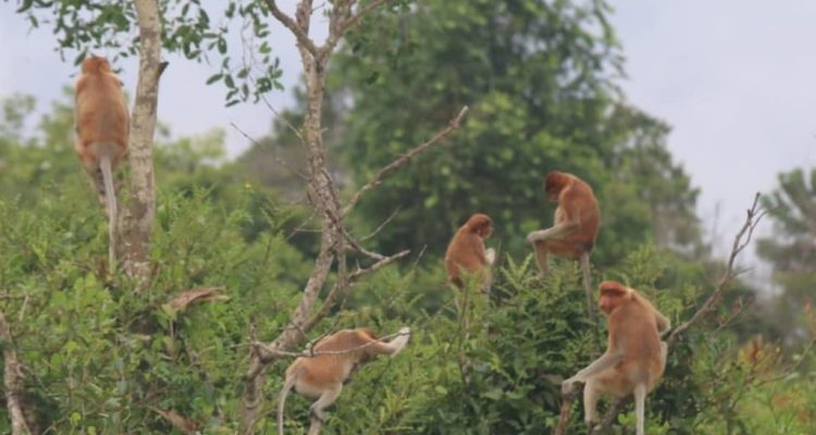 Menilik Hutan dikehidupan  Bekantan Panjaratan Tanah Laut ditengah ancaman kepunahan