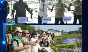 Tanah Laut dipilih dalam program penanaman serentak lahan cetak sawah rakyat