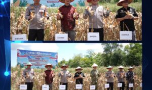 Wabup Tanah Laut Hadiri Panen Raya Jagung Serentak dan Groundbreaking Gudang Ketahanan Pangan Polri