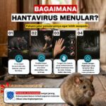 Hati Hati dengan Hanta Virus timbulkan gangguan serius padaparu & Ginjal