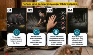 Hati Hati dengan Hanta Virus timbulkan gangguan serius padaparu & Ginjal