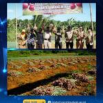 Panen Bersama Bawang Merah Buktikan Potensi Tanah Laut, Pemkab Perkuat Upaya Kendalikan Inflasi