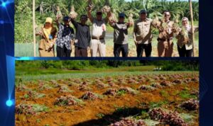 Panen Bersama Bawang Merah Buktikan Potensi Tanah Laut, Pemkab Perkuat Upaya Kendalikan Inflasi