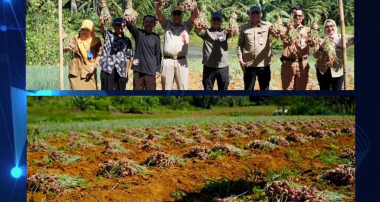 Panen Bersama Bawang Merah Buktikan Potensi Tanah Laut, Pemkab Perkuat Upaya Kendalikan Inflasi