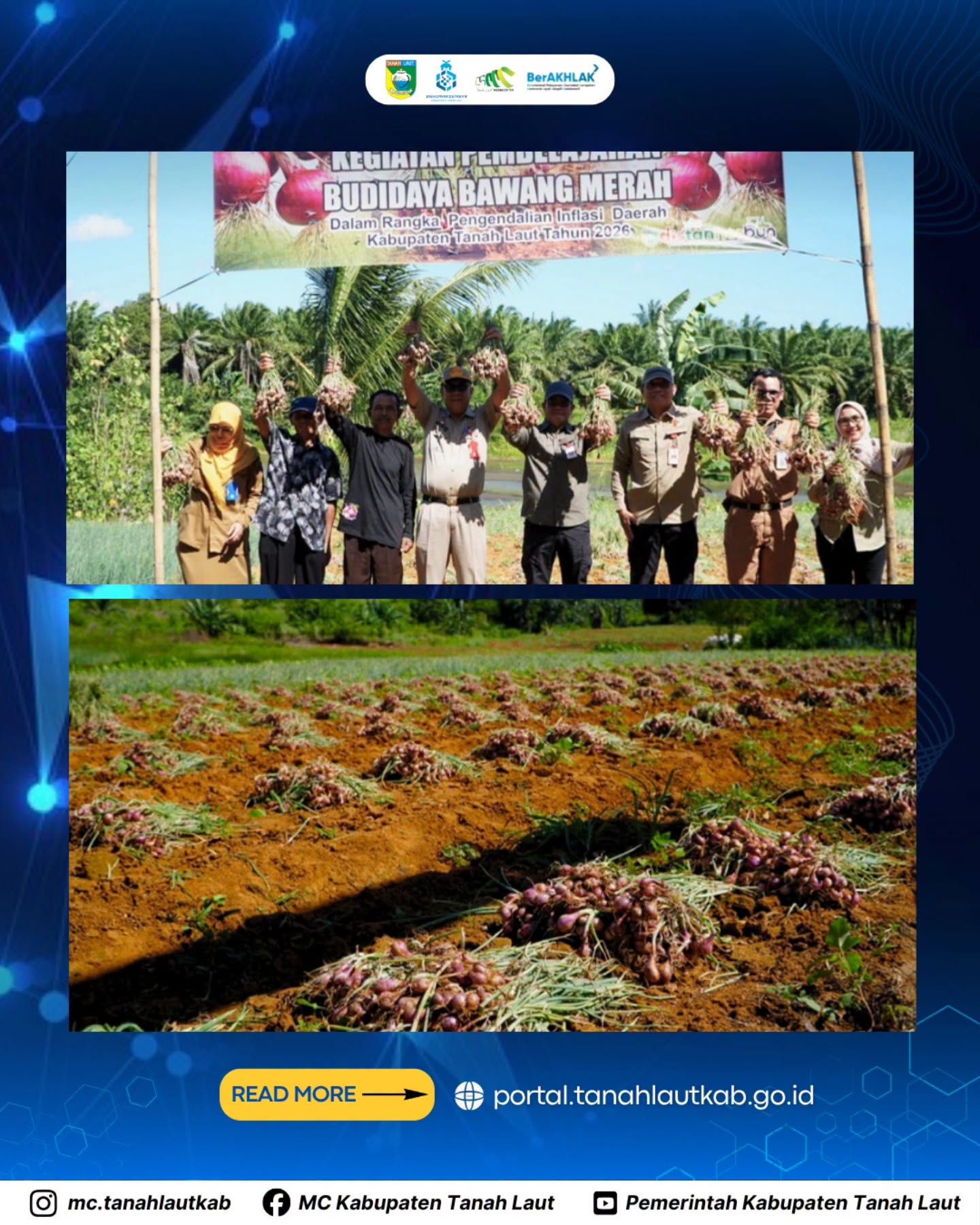 Panen Bersama Bawang Merah Buktikan Potensi Tanah Laut, Pemkab Perkuat Upaya Kendalikan Inflasi