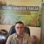 Siam Raja dibranch menjadi Benih Padi  Unggul Tanah Laut dalam Usia Pendek