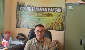 Siam Raja dibranch menjadi Benih Padi Unggul Tanah Laut dalam Usia Pendek Siam Raja dibranch menjadi Benih Padi Unggul Tanah Laut dalam Usia Pendek