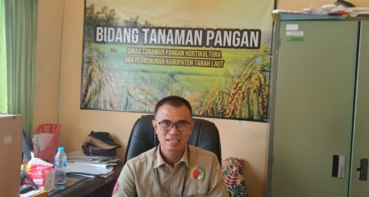 Siam Raja dibranch menjadi Benih Padi  Unggul Tanah Laut dalam Usia Pendek